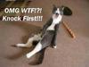 Omg Wtf Knock First - Cat