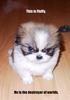 This Is Fluffy The Destroyer Of Worlds