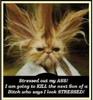 Cat - Stressed Out My Ass