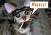 Wazzup