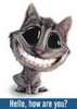 Hello How Are You - Funny Cat