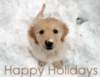 Happy Hoildays