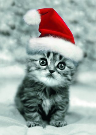 Xmas Kitten