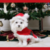 Xmas Puppy