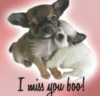 Miss-Puppies