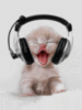 FUNNY CAT
