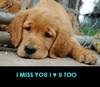 I Miss You I Love U Too