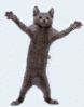 Dancing  Cat