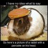 Rabbit With A Pancake On His Head