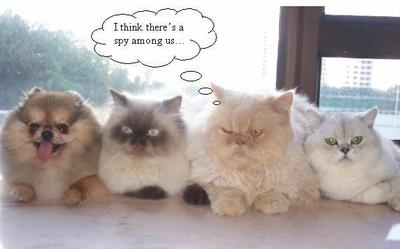 Spy Among Us - Cats