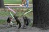 Star Wars Squirrels