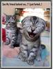 I Just Farted - Cats
