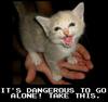 Dangerous To Go Alone Take This Kitten