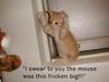 I Swear The Mouse Was This Fricken Big - Kitty