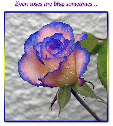 Even Roses Are Blue Sometimes