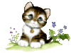 Happy Kitten