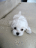 CUTE PUPPY